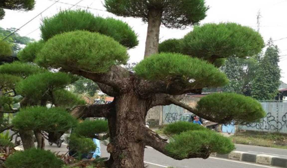 Seni Hidup: Menggoda Mata dengan Pohon-Pohon Berbentuk Indah di Taman Anda