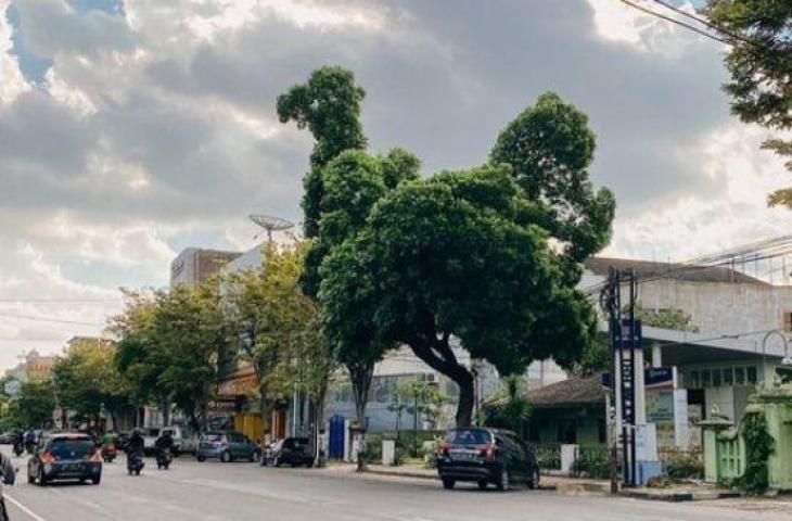 Pohon-Pohon yang Dibentuk: Membawa Seni ke dalam Lingkungan Alamiah